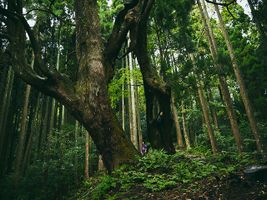 Zedernwald auf den Oki-Inseln