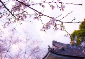 Japan Reise, Kirschblüten