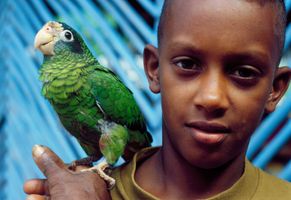 Junge mit Papagei, Dominikanische Republik