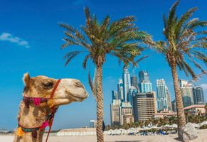 Kamel in Dubai