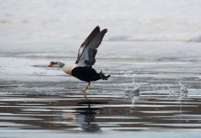 Eiderente © Oceanwide Expeditions Erwin Verneulen
