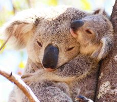 Koalas Australien