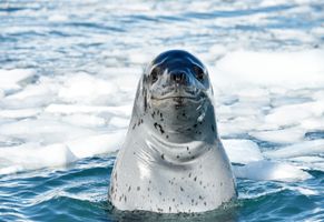 Sea Lion in der Antarktis