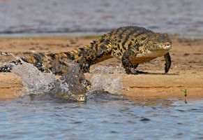 Krokodile am Wasserloch