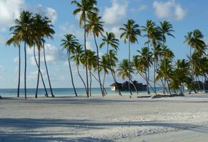 Paradiesische Strandidylle mit Palmen (Beispiel)