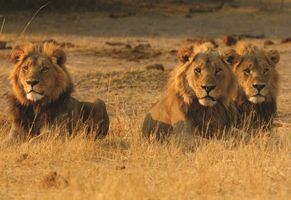 Löwen im Chobe Nationalpark, Botswana