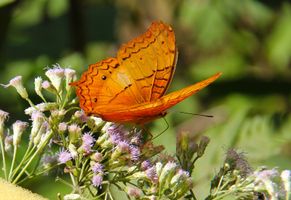 Artenvielfalt - Schmetterling in Luang Prabang