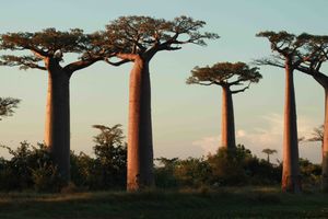 Madagaskar Reise, Baobabs