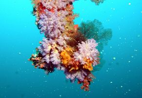 Farbenfrohe Unterwasserwelt der Malediven