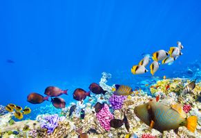 Korallenriff Malediven