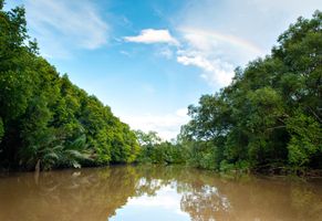 Mangrovenwald auf Borneo