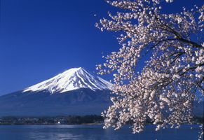 Mount Fuji mit Kirschbäumen