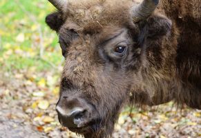 Bison im Nationalpark Bialowieza