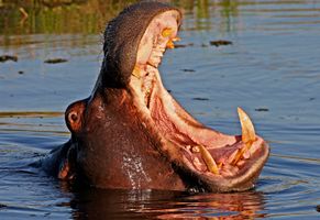 Nilpferd in Botswana