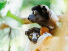 Lemuren auf Tsara Komba