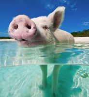 Badende Schweinchen auf den Bahamas 