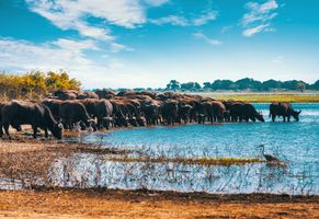 Kaffernbüffel am Chobe-Fluss, Botswana iStock © Artush