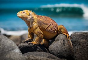 Leguan auf den Galápagos-Inseln