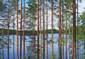 Typische Landschaft: Birkenwald und See in Finnland