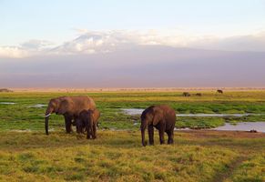 Elefantenherde und Kilimandscharo