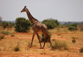 Giraffen in der Steppe