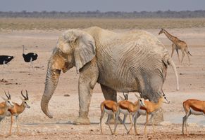Artenreiche Tierwelt im Etosha-Nationalpark, Namibia