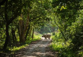 Nashorn im Chitwan-Nationalpark