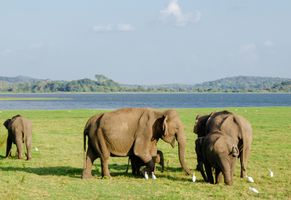 Elefanten im Minneriya-Nationalpark