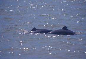 Irrawaddy-Delfin