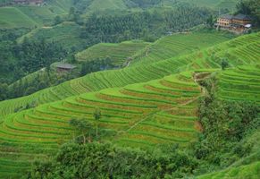 Reisterassen von Longsheng, China