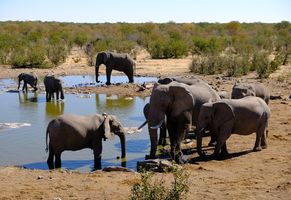 Elefanten im Etosha NP