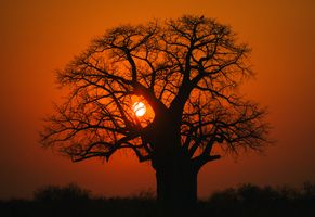 Baobab-Baum beim Sonnenuntergang