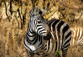 Safarierlebnis Tansania