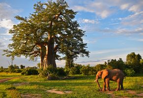 Elefant im South Luangwa-Nationalpark
