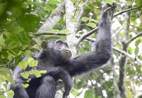 Schimpanse, Uganda