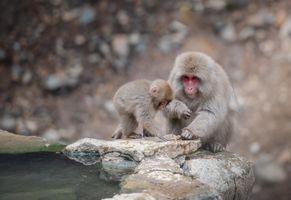 Schneeaffen im Monkey-Park von Kyoto