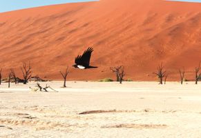 Von Sanddünen umringt: das Sossusvlei in Namibia