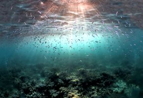 Atemberaubende Unterwasserwelt Papua-Neuguineas