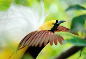 Wunder Papua Neuguineas - Paradiesvogel