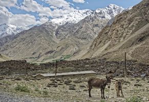 Tadschikistan, Esel vor dem Pamir-Gebirge