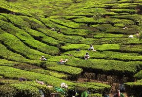 Teefelder in Kerala, Indien Reise