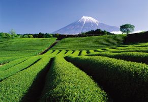 Teeplantage mit Fuji im Hintergrund, Shizuoka