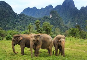 Elefanten im Elephant Hills Camp