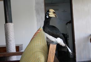 Hornbill Besuch auf Gaya Island