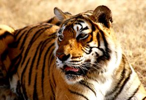 Tiger, Indien Reise