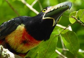 Toucan, Mittelamerika Reise