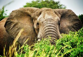 Elefant im Nationalpark, Uganda