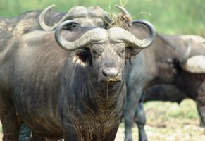 Uganda Reise, Büffel