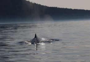 Wal vor Vancouver Island