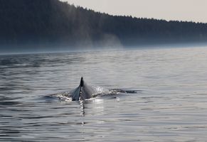 Walbeobachtung, Vancouver Island